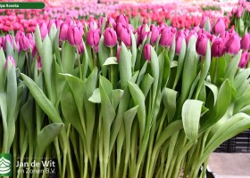 Tulipa Roeska ® (1)